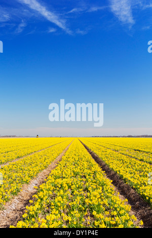 Endlose Reihen von Narzisse Blumen in den Niederlanden an einem hellen, sonnigen Tag Stockfoto