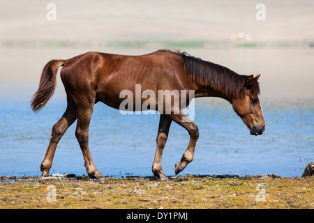 Pferd, zu Fuß am Ufer des Sees Khankhoi (See Yalga) auf Olchon am Baikalsee, Sibirien, Russland Stockfoto