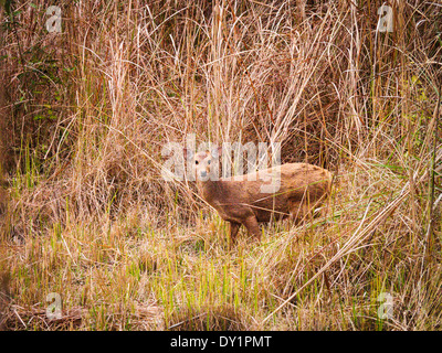 Schwein-Hirsch (Axis Porcinus) in Bardia Nationalpark, Nepal Stockfoto