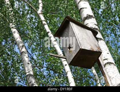 Aus Holz Nistkasten hängt an der Birke Stockfoto