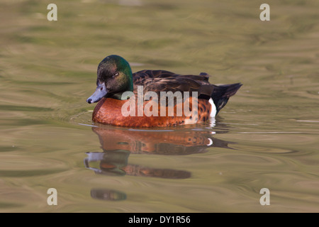 Chestnut teal Anas castanea Stockfoto