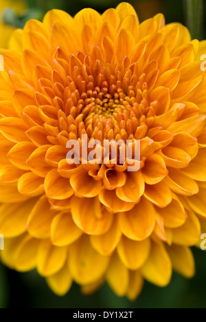 Nahaufnahme von Chrysantheme "Wendy", Chrysantheme. Staude, September. Orangefarbene einzelne Blume. Stockfoto