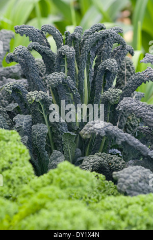 Brassica Oleracea "Nero di Toscana", schwarz-Kale, Black Palm Kohl, toskanische Kale. Dunkles Laub essbar. Stockfoto