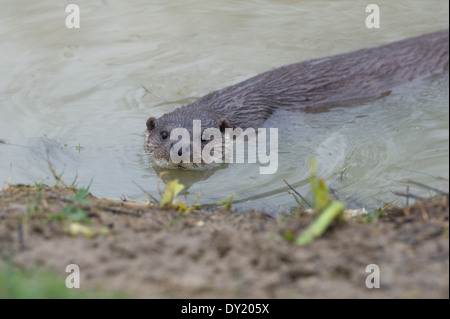 Europäischen Fischotter (Lutra Lutra) Stockfoto