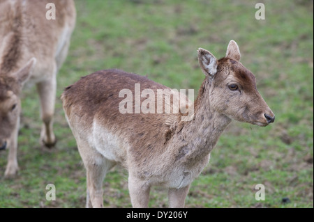 Eine weibliche Rothirsch (Cervus Elaphus) Stockfoto