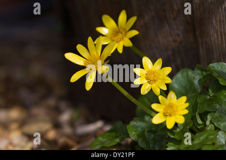 Ficaria verna subsp. verna. . Kleiner Celandin wächst im Garten. Stockfoto