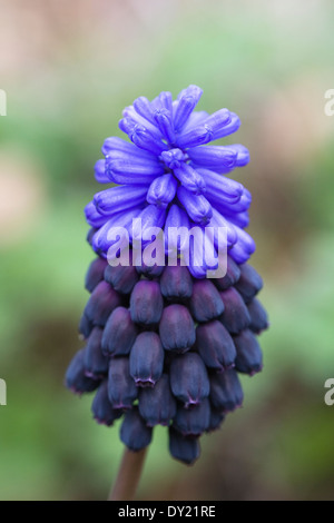 Muscari Latifolium. Grape Hyacinth im Garten. Stockfoto