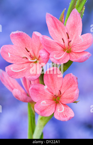 Schizostylis Coccinea 'Fenland Tagesanbruch', Kaffir Lily. Staude, September, Herbst. Lachsrosa Blüten. Stockfoto