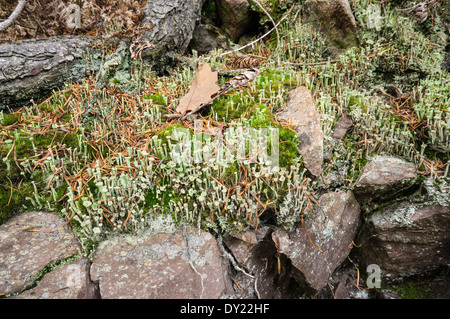 Trompete Flechten (Cladonia Fimbriata) ...in den Highlands von Schottland. Stockfoto