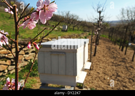 Blühende Mandelbaum (Prunus Amygdalus) neben der Bienenstöcke. Ort: Männliche Karpaty, Slowakei. Stockfoto