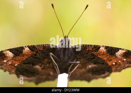 Tagpfauenauge ruht auf einer Wiese. Vorderansicht, öffnen Flügel Stockfoto