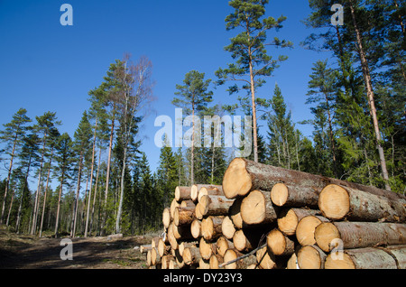 Nahaufnahme von einer Fichte Timberstack in einem Wald Stockfoto