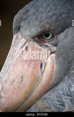Schuhschnabel Balaeniceps Rex afrikanischen Vogel im Ueno Zoo, Tokyo, Japan Stockfoto