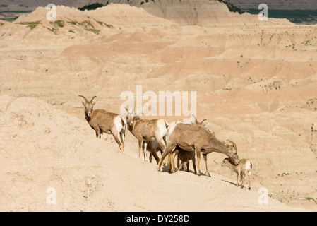 Dickhornschafe im Badlands National Park. Stockfoto