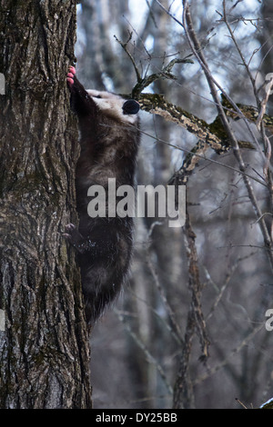 Wilde Virginia Opossum, Didelphis Virginiana einen Kletterbaum. Stockfoto