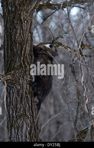 Wilde Virginia Opossum, Didelphis Virginiana einen Kletterbaum. Stockfoto