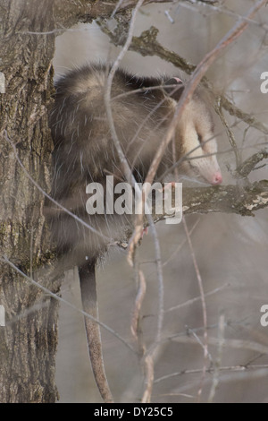 Wilde Virginia Opossum, Didelphis Virginiana in einem Baum. Stockfoto