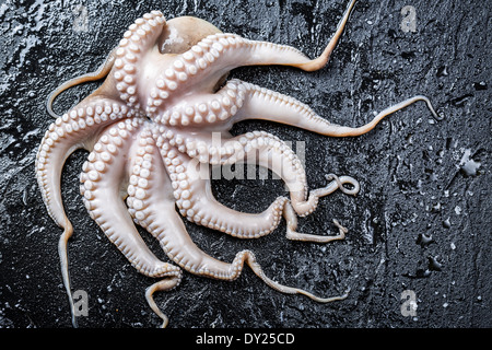 Fangfrisch Oktopus auf schwarzen Felsen Stockfoto