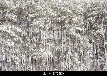 Späten Frühjahr Schneesturm im Kiefernwald. Stockfoto