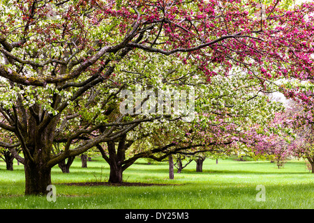 Weiß-rosa Apfelblüten an der University of Minnesota Landschaft Arboretum im Frühjahr. Stockfoto