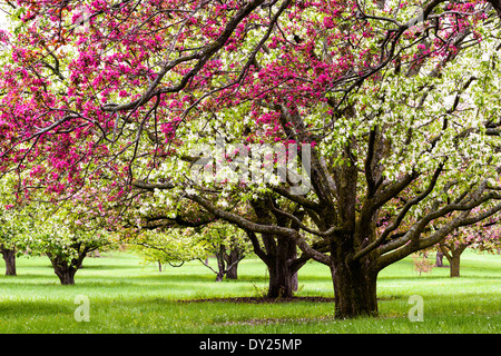 Weiß-rosa Apfelblüten an der University of Minnesota Landschaft Arboretum im Frühjahr. Stockfoto