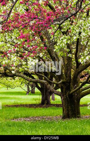 Weiß-rosa Apfelblüten an der University of Minnesota Landschaft Arboretum im Frühjahr. Stockfoto