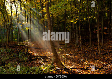 Morgendlichen Sonnenlicht filtert durch die Bäume entlang Nine Mile Creek in Bloomington, MN. Stockfoto