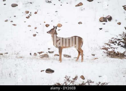 Eine weibliche Maultierhirsch (Odocoileus Hemionus) im Winter im Jasper Nationalpark, Alberta, Kanada. Stockfoto