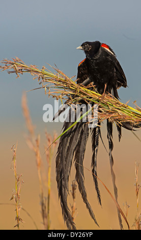 Longtailed Witwe Vogel Stockfoto