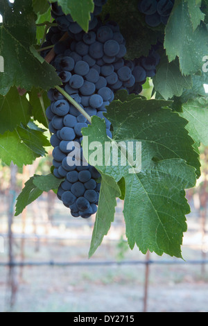 Gruppe reifer Pinot Noir Weintrauben und Blätter kurz vor der Ernte, mit Kopierraum Stockfoto