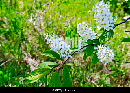 Blühender Zweig Bird Cherry auf einem Hintergrund von grünem Rasen Stockfoto