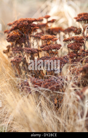 Sedum Spectabile 'Neon' Samenköpfe, Stein-Ernte mit Stipa Tenuissima, Sprear Grass. Verband der Gras- und Seedheads. Stockfoto