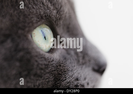 Closeup Portrait von Britisch Kurzhaarkatze, Jahrgang getönt Stockfoto