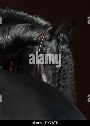 Wunderschöne friesische schwarze Hengst niedrigen Schlüssel Studioportrait Stockfoto