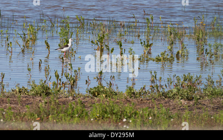 Stelzenläufer Vogel Stockfoto