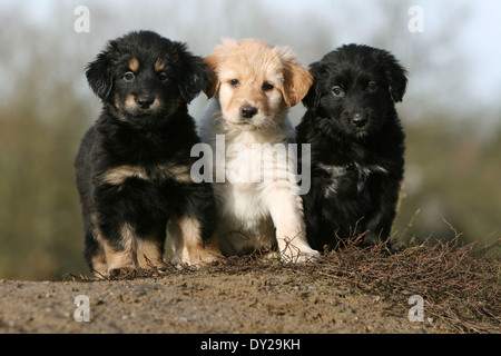 Hund-Hovawart drei Welpen Welpe Standortwahl naturschwarz Stockfoto