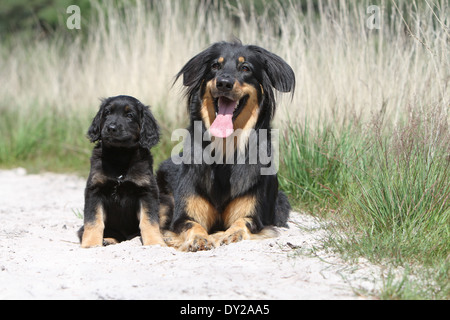 Hovawart Black Dog Erwachsene Erwachsene Welpen Hundewelpen jungen sitzen sitzen zwei mehrere in Natur Mutter und Baby liegend Stockfoto