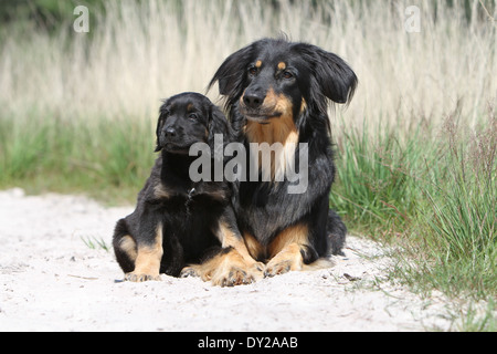 Hovawart Black Dog Erwachsene Erwachsene Welpen Hundewelpen jungen sitzen sitzen zwei mehrere in Natur Mutter und Baby liegend Stockfoto