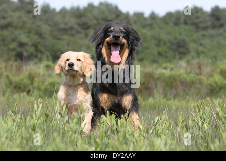 Hovawart Black Dog Erwachsene Erwachsene Welpen Hundewelpen jungen sitzen sitzen zwei mehrere in Natur Mutter und Baby liegend Stockfoto