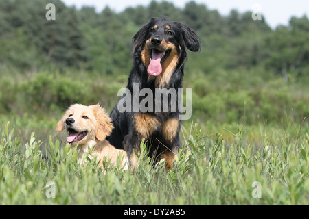 Hovawart Black Dog Erwachsene Erwachsene Welpen Hundewelpen jungen sitzen sitzen zwei mehrere in Natur Mutter und Baby liegend Stockfoto