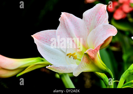 Hippeastrum Johnsonii Blume Stockfoto