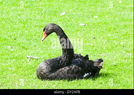 Ein Black Swan genießen die Sonne im Garten von Chartwell in der Nähe von Westerham Kent England Vereinigtes Königreich UK Stockfoto