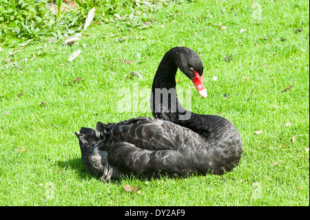 Ein Black Swan genießen die Sonne im Garten von Chartwell in der Nähe von Westerham Kent England Vereinigtes Königreich UK Stockfoto