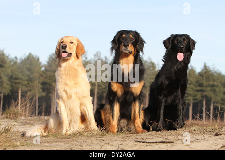 Hovawart drei Erwachsene Erwachsene sitzen natürlich Hund Stockfoto