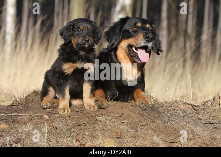 Hovawart Black Dog Erwachsene Erwachsene Welpen Hundewelpen jungen sitzen sitzen zwei mehrere in Natur Mutter und Baby liegend Stockfoto