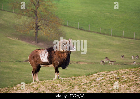 Junge Steinbock auf der grünen Wiese im Frühling Stockfoto