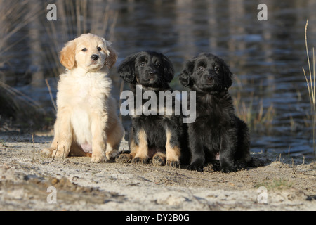 Hund-Hovawart drei Welpen Welpe Standortwahl naturschwarz Stockfoto