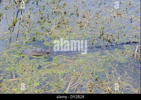 Amerikanischer Alligator, Gator oder gemeinsame Alligator (Alligator Mississippiensis), Juvenile, Florida, USA Stockfoto