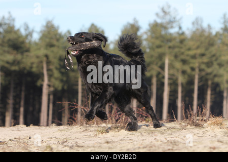 Hund, Hovawart schwarz Erwachsener Wald Profil Stockfoto