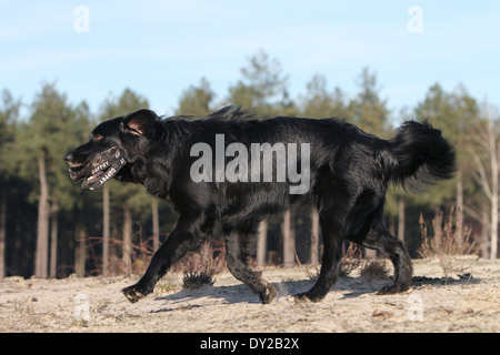 Hund, Hovawart schwarz Erwachsener Wald Profil Stockfoto